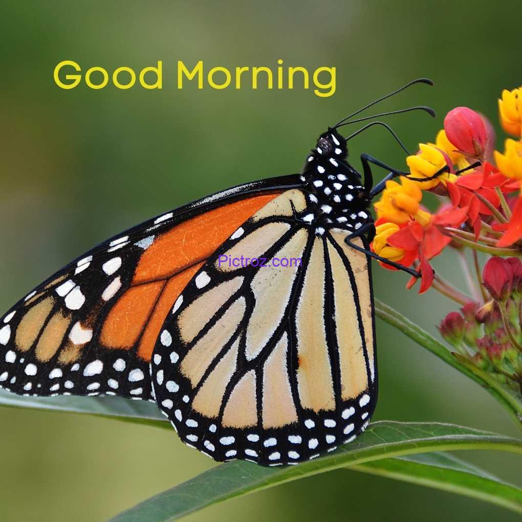 good morning butterfly images