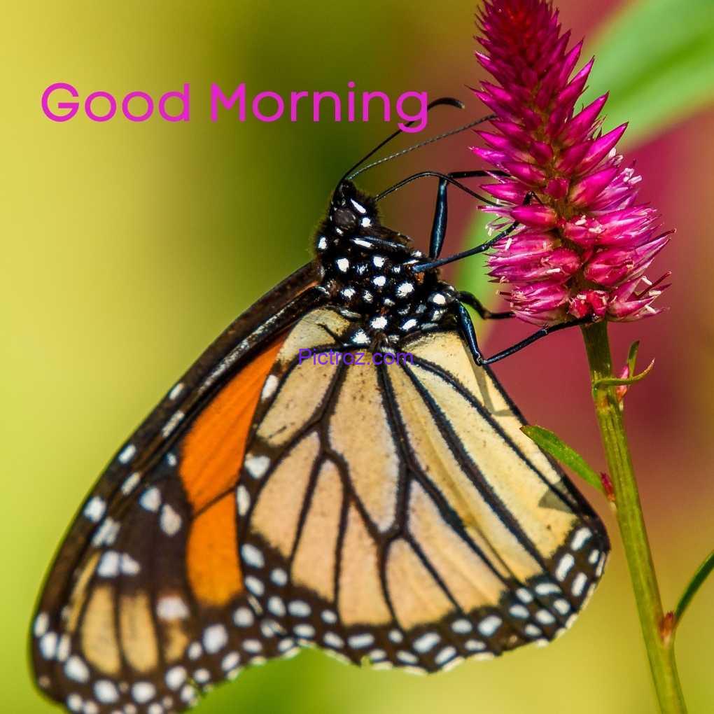 good morning butterfly images