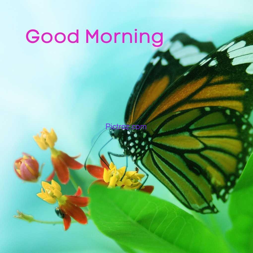 5 20 good morning butterfly images